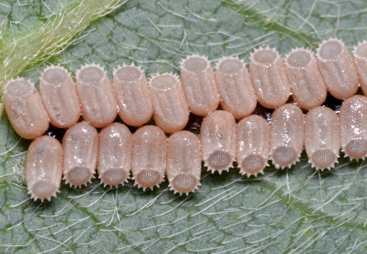 カメムシの夏 その4 マルカメムシの卵 自然観察大学ブログ カメムシの夏 その4 マルカメムシの卵 自然観察大学ブログ