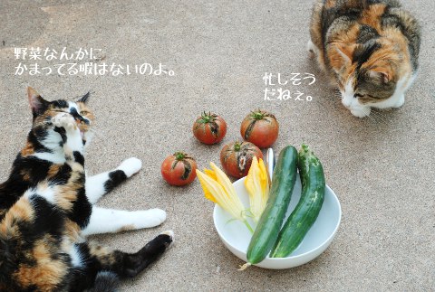 肉球のお手入れ_b0253205_6201737.jpg