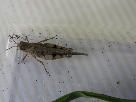 畑の生き物 ショウリョウバッタとイボバッタ 名短カエル通信