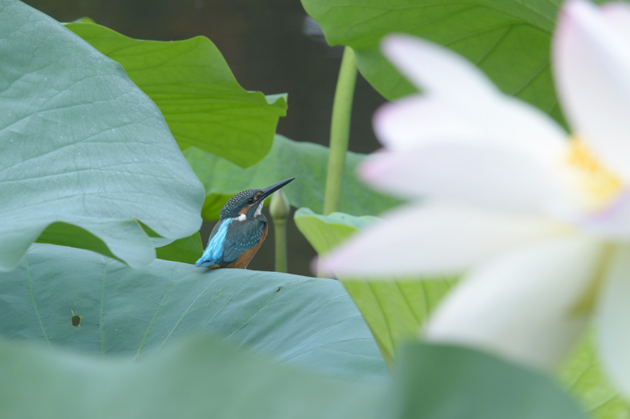 130816 幼鳥ハスカワ３_c0278820_1711669.jpg