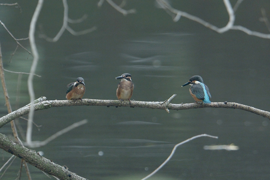 130816 幼鳥ハスカワ３_c0278820_17125341.jpg