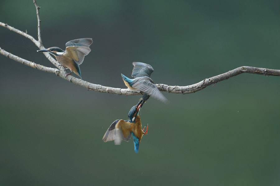 130816 幼鳥ハスカワ３_c0278820_1813519.jpg