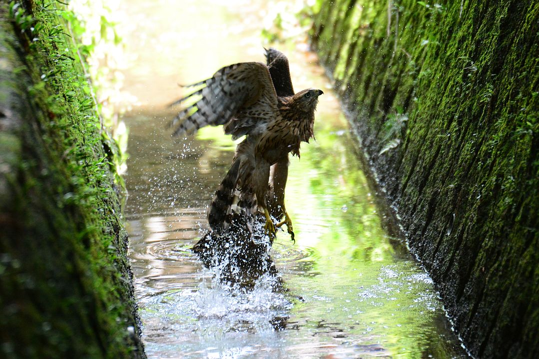 オオタカの行水からの飛び出し・・・千載一隅のチャンスだった_a0031821_15501714.jpg