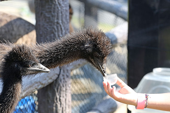 エミューの子に餌やり_f0224624_5484527.jpg