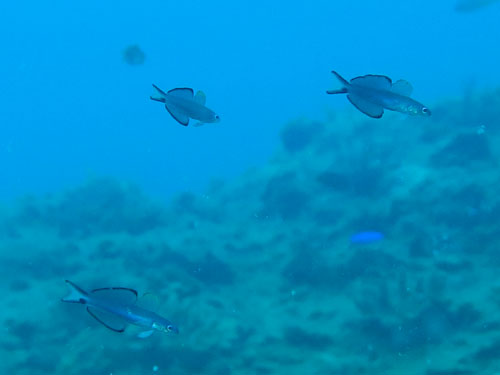 2013年8月16日(木・晴れ)甲浦_d0164831_1844865.jpg