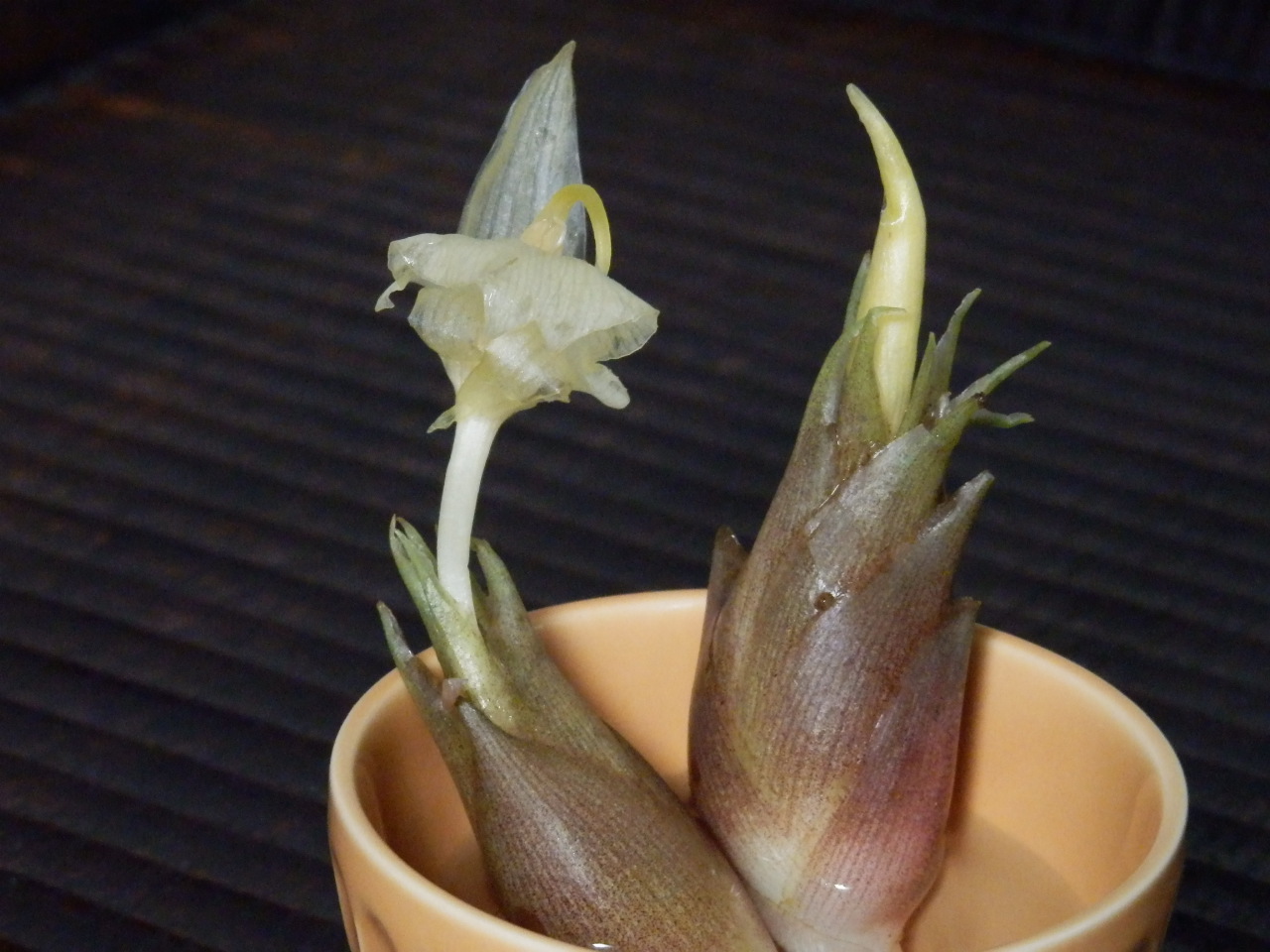 茗荷 みょうが に花が 京都の骨董 ギャラリー 幾一里のブログ