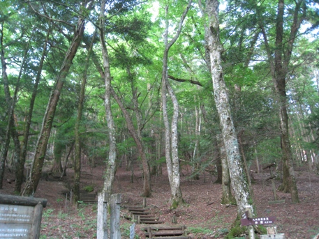 夏山で思いっきり汗をかきたい②　祖母山（１７５６ｍ）_c0077338_7455064.jpg