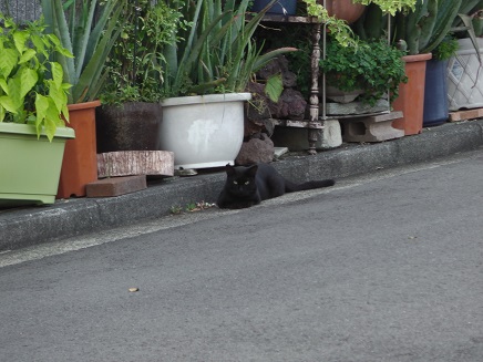 八月納涼歌舞伎＆ダヴィと猫_b0086939_20215020.jpg