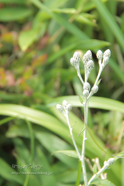 もうすぐ　やさしい花の季節**池の段～立烏帽子へ_b0197639_22451895.jpg