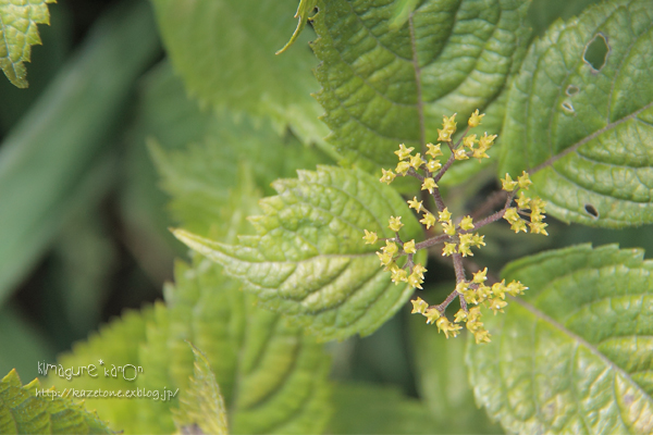 もうすぐ　やさしい花の季節**池の段～立烏帽子へ_b0197639_2342712.jpg