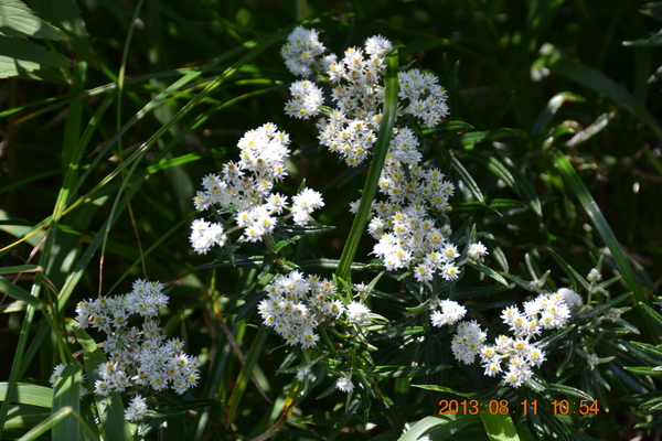 ブログ４号（大山三鈷峰ユートピアお花畑は終わりかけ）_d0320746_11154195.jpg