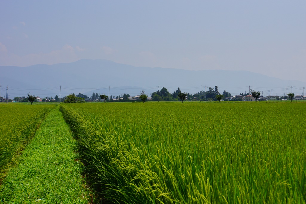 rice paddy(長野県松本市　田園風景）_e0223456_21125011.jpg