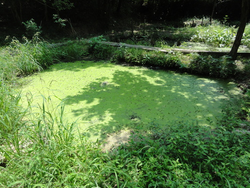 c0108460_1549123.jpg