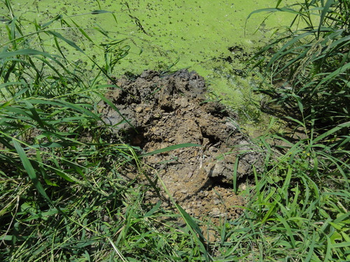 c0108460_1552138.jpg