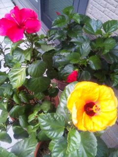 f0201360_1244792.jpg