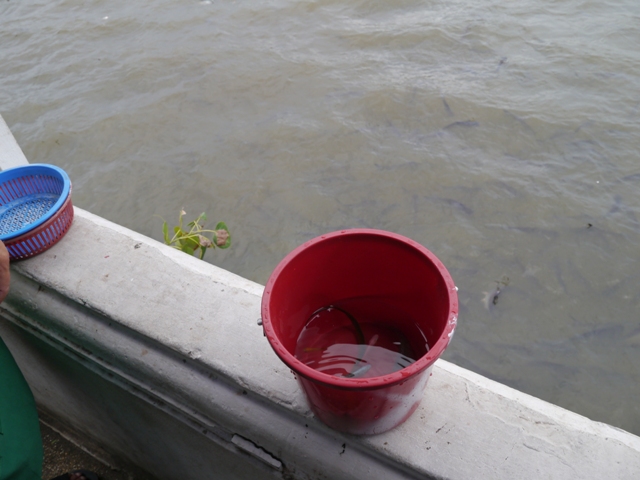 タイへ行く。⑩ ~奇界遺産シリラート死体博物館~_f0232060_16431648.jpg