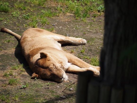 夢の旭山動物園その４＼(^o^)／_d0131165_22205350.jpg