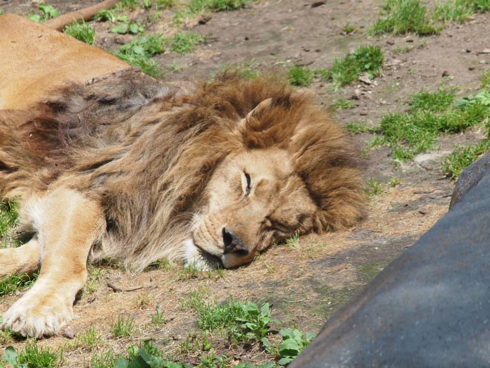 夢の旭山動物園その４＼(^o^)／_d0131165_22273012.jpg