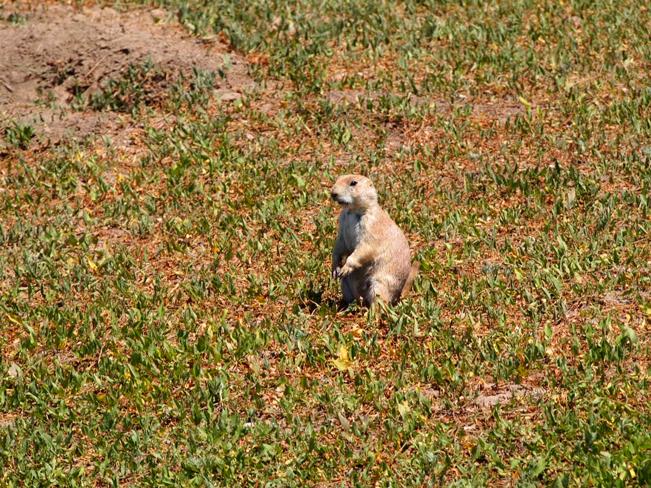 夏の旅行（Badlands national Park)***_c0260470_22514564.jpg