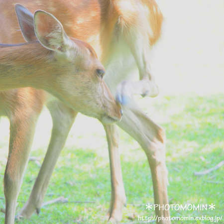 かわいい子鹿を撮ろうの会in奈良公園〜3〜_a0172271_0222445.jpg