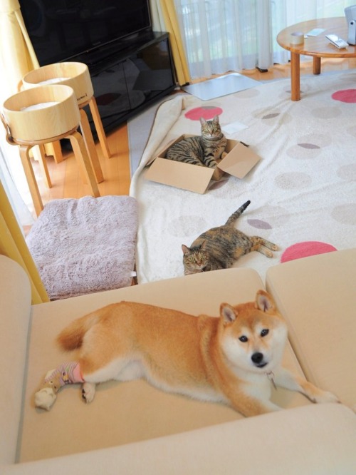 誘惑に負けっぱなし_a0126590_930973.jpg
