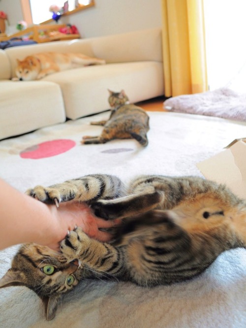 誘惑に負けっぱなし_a0126590_93235.jpg