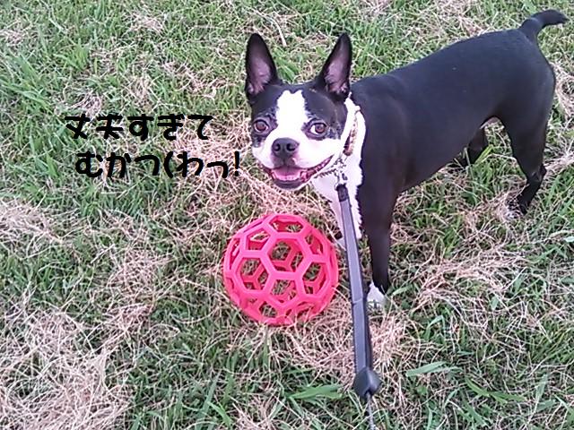 ★要するに大型犬仕様★_d0187891_15413848.jpg