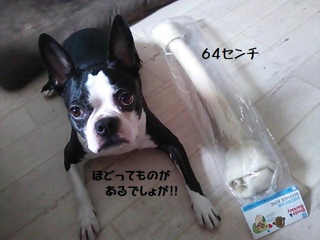 ★要するに大型犬仕様★_d0187891_15414838.jpg