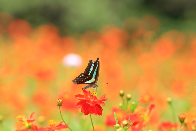 花に集う_f0151200_13111836.jpg