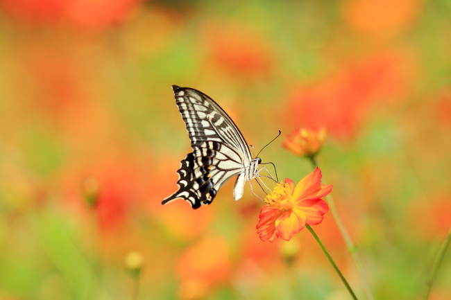 花に集う_f0151200_135895.jpg