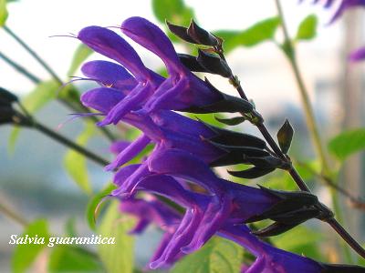 晩夏を感じる花たち 花が教えてくれたこと