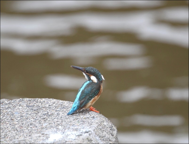 カワセミ・ミサゴが来たぁ！！！_c0295707_17181597.jpg