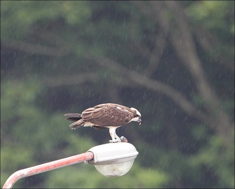 カワセミ・ミサゴが来たぁ！！！_c0295707_17211970.jpg