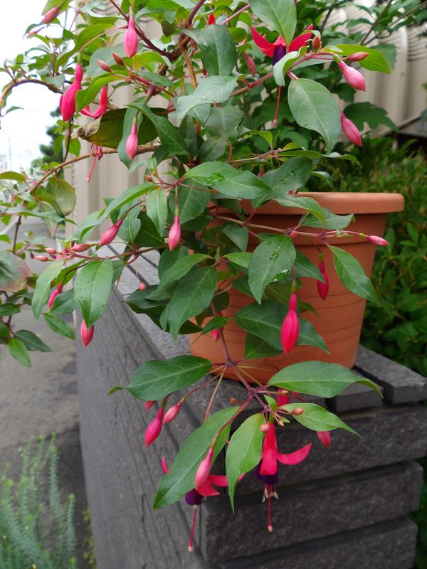 降ったり止んだり_c0025115_22114180.jpg