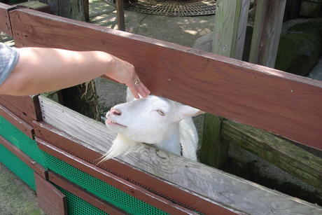 秋田市　大森山動物園　Part1_d0250123_13275366.jpg