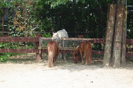 秋田市　大森山動物園　Part1_d0250123_13353435.jpg