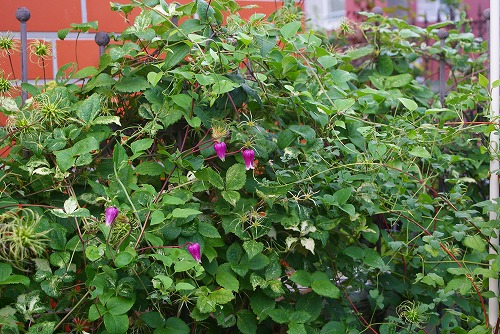 f0170524_1528174.jpg