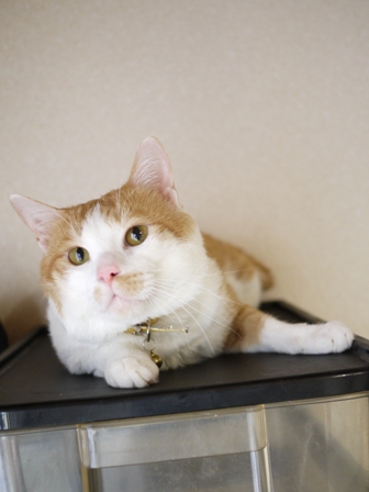 猫のお友だち 矢作くんモカバナーヌ田中くん藪裏こうじくん編。_a0143140_0234945.jpg