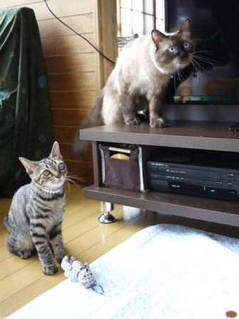 猫のお友だち 矢作くんモカバナーヌ田中くん藪裏こうじくん編。_a0143140_0405560.jpg