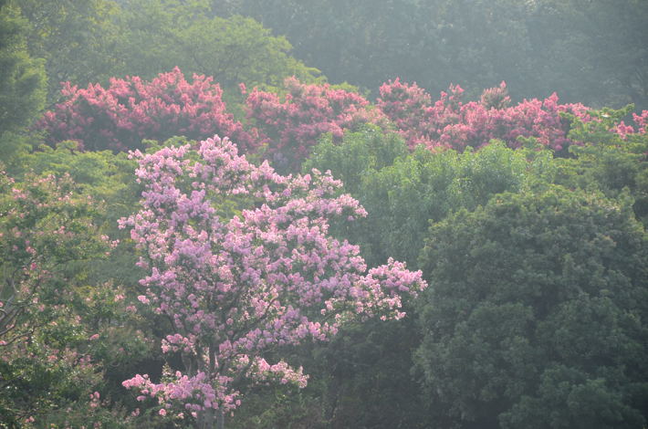 早朝の小金井公園_e0290941_1375080.jpg