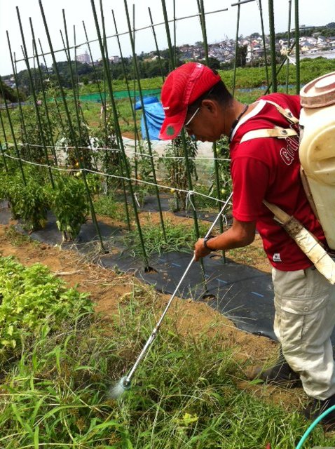 今朝はハーブ＆野菜達に給水です・・。_c0222448_1242150.jpg