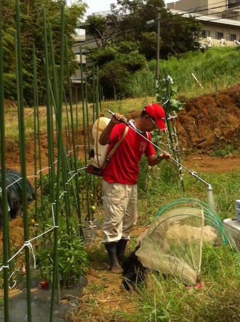 今朝はハーブ＆野菜達に給水です・・。_c0222448_12555299.jpg