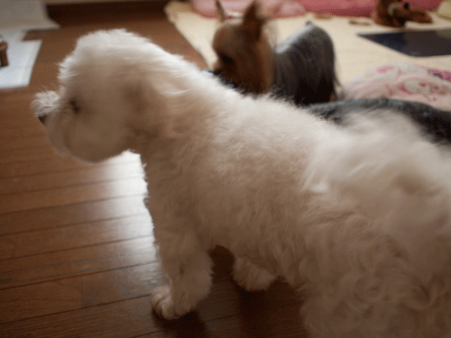e0248268_10101141.gif