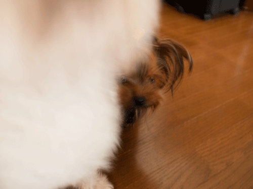 e0248268_10103965.gif