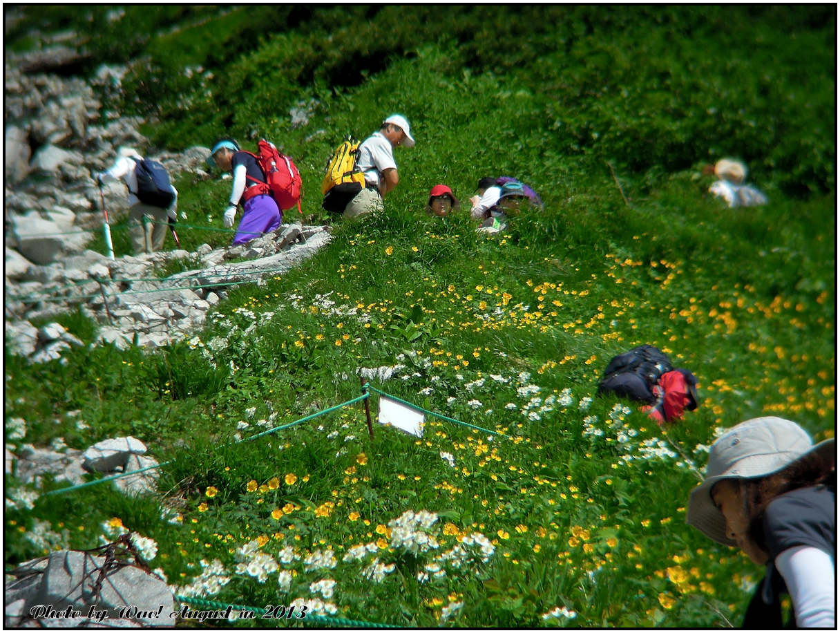 宝剣岳・千畳敷の高山植物_c0198669_22391719.jpg