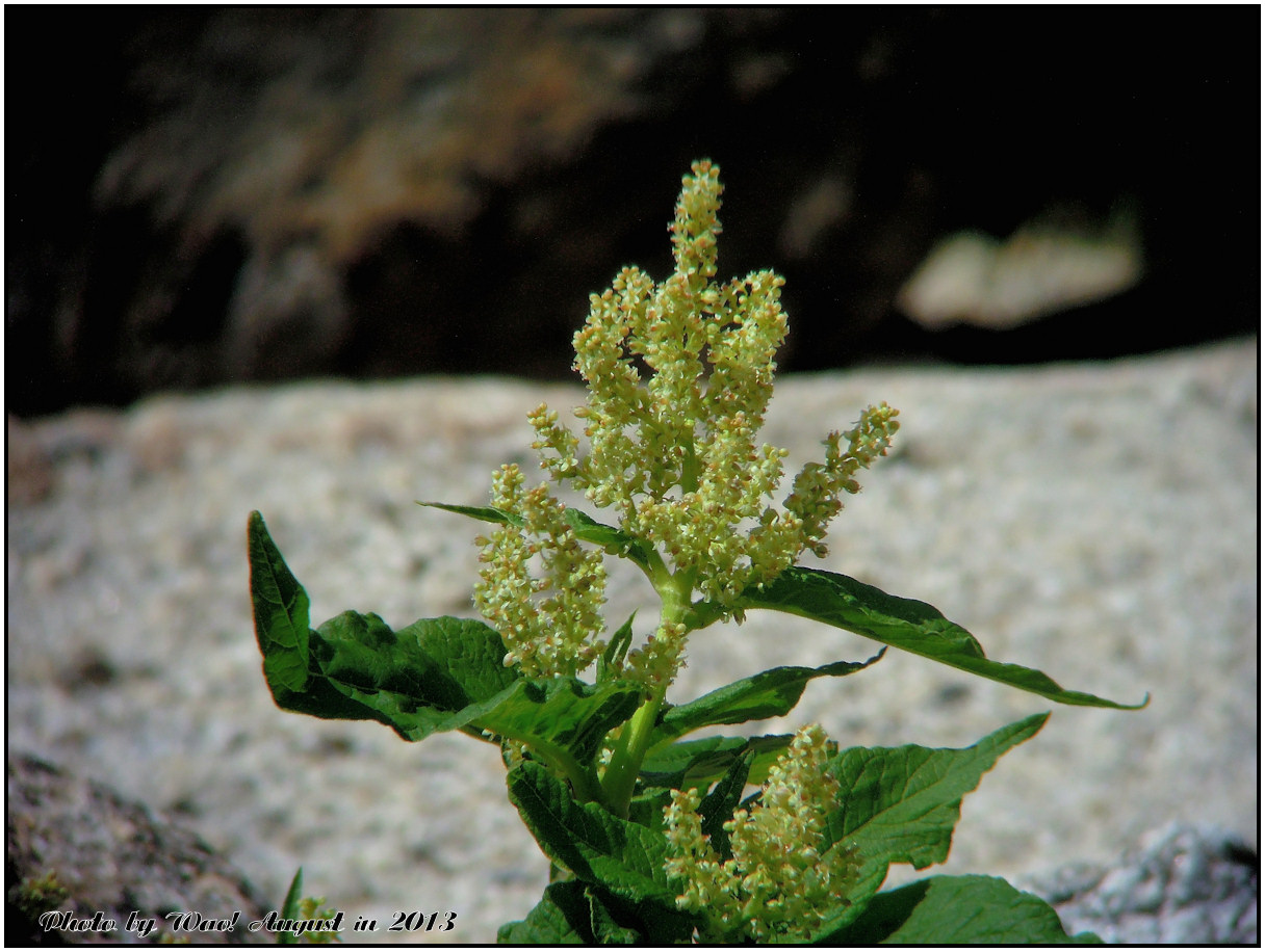 宝剣岳・千畳敷の高山植物_c0198669_22404981.jpg