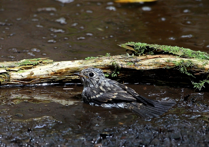 コサメビタキ幼鳥の水浴び_e0330871_8193394.jpg