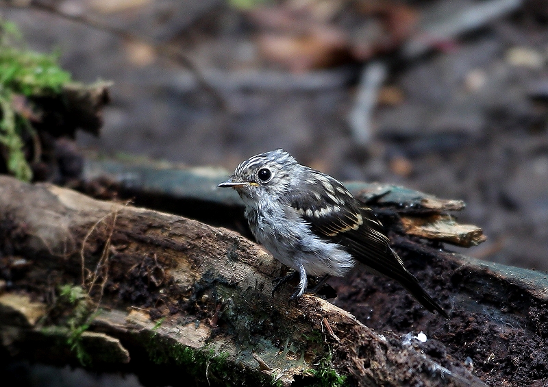 コサメビタキ幼鳥の水浴び_e0330871_8201549.jpg