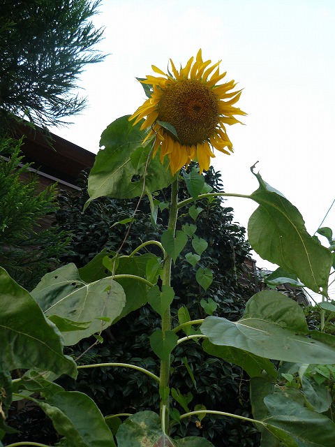 d0019074_847527.jpg