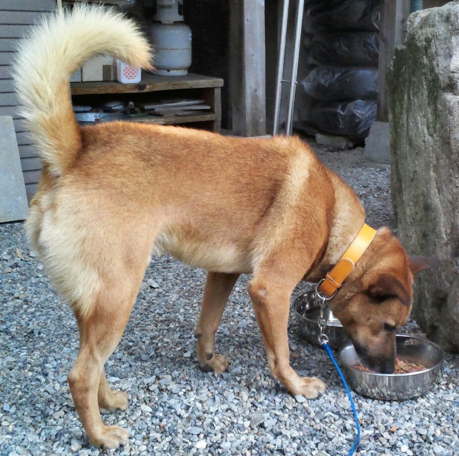 中型ミックス君の里親さん募集のお願い!_c0167175_15561942.jpg